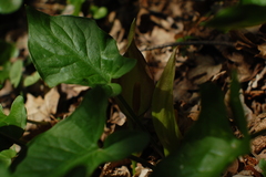 Arum besserianum