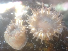 Anthopleura mariae