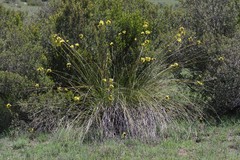 Bobartia orientalis