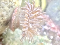 Anthopleura mariae