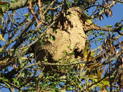 Vespa velutina
