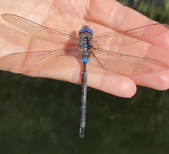 Rhionaeschna jalapensis