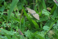 Cissia phronius