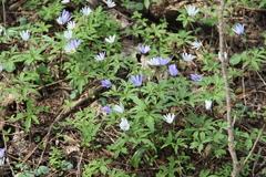 Anemonoides caucasica