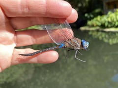 Rhionaeschna jalapensis