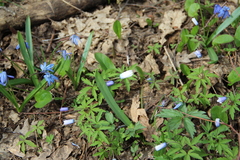 Anemonoides caucasica