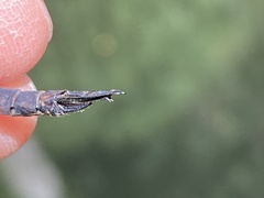 Rhionaeschna jalapensis