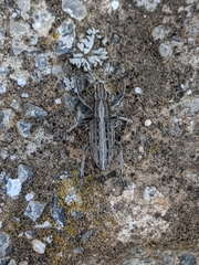 Charagmus intermedius