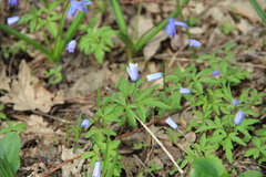 Anemonoides caucasica