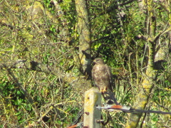 Buteo buteo