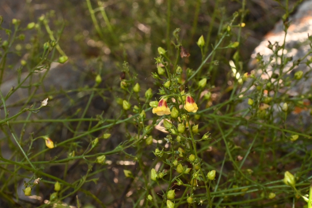 Seymeria integrifolia