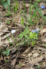 Anemonoides caucasica