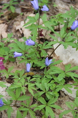 Anemonoides caucasica