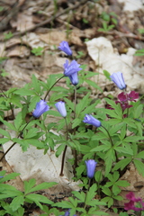 Anemonoides caucasica