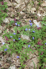 Anemonoides caucasica