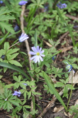 Anemonoides caucasica