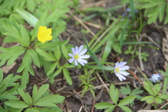 Anemonoides caucasica