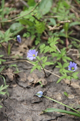 Anemonoides caucasica