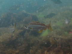 Pollachius pollachius