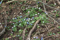 Anemonoides caucasica