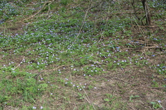 Anemonoides caucasica