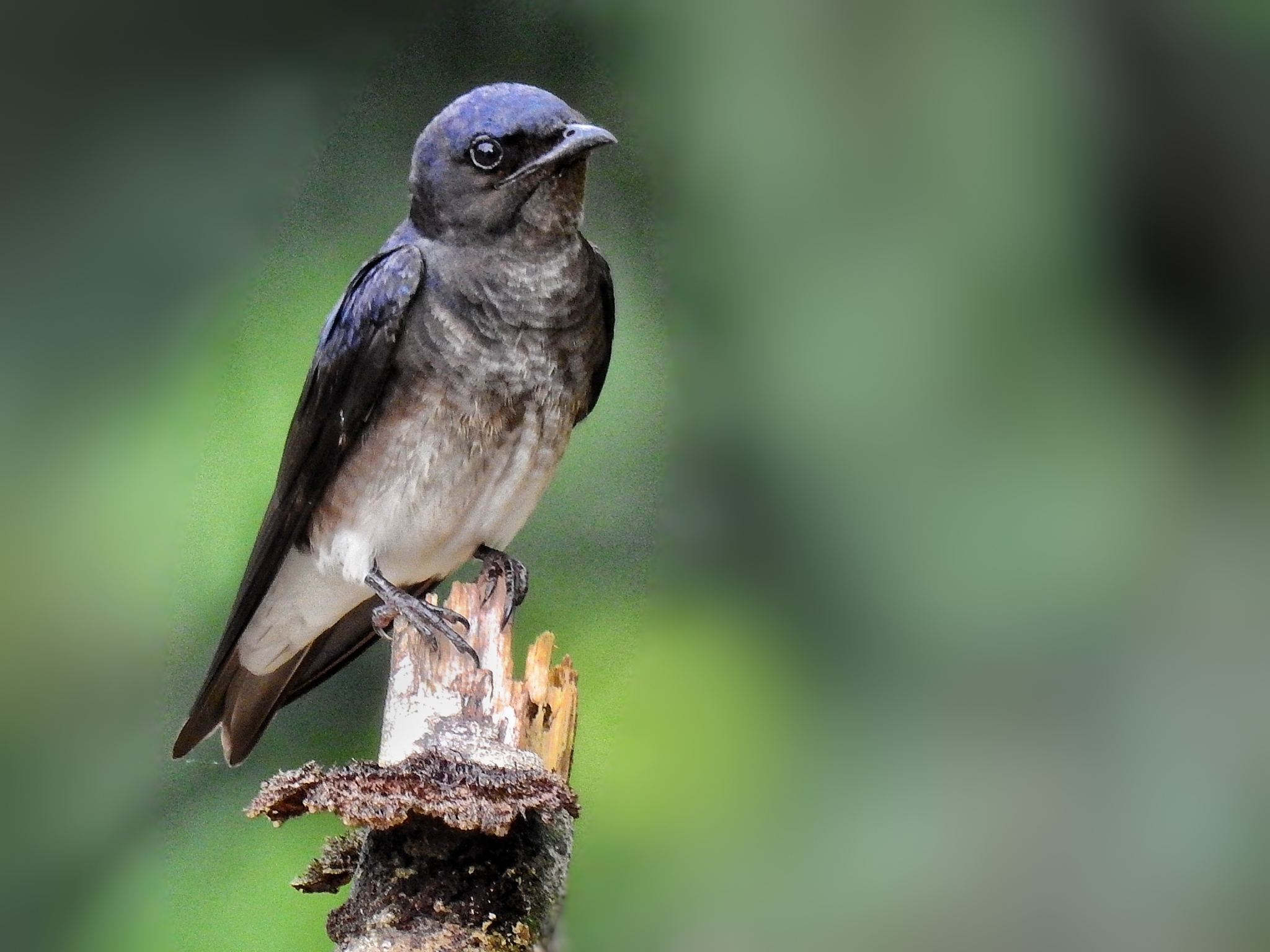 Grey-breasted Martin (Progne chalybea)