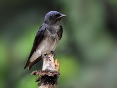 Grey-Breasted Martin photo 2