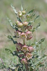 Pachycarpus dealbatus