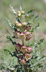 Pachycarpus dealbatus