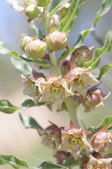 Pachycarpus dealbatus