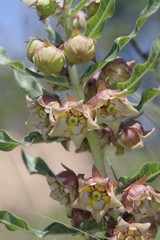 Pachycarpus dealbatus