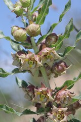 Pachycarpus dealbatus