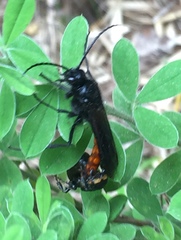 Elaphroptera scoliaeformis