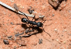 Rhytidoponera maniae