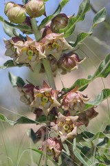 Pachycarpus dealbatus