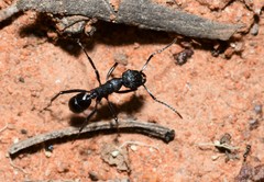 Rhytidoponera maniae