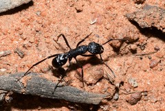 Rhytidoponera maniae