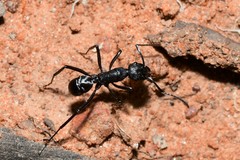 Rhytidoponera maniae