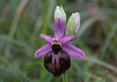 Ophrys sphegodes aveyronensis