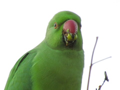 Psittacula krameri