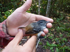 Hypocnemis peruviana