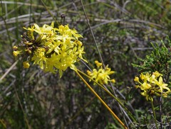 Bobartia orientalis