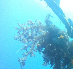 Dendronephthya hemprichi