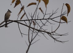 Baeolophus bicolor × atricristatus