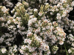 Acrothamnus hookeri