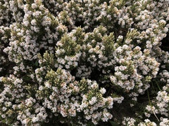 Acrothamnus hookeri