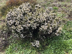 Acrothamnus hookeri