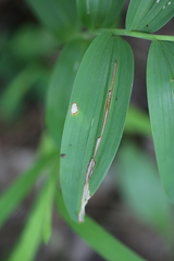 Synchysa tricincta