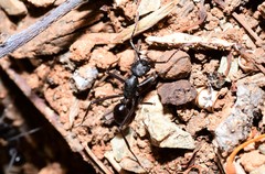 Rhytidoponera punctiventris