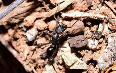 Rhytidoponera punctiventris